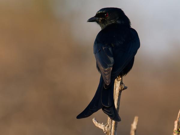 <h3><a href="/trips/safari/biota/animalia/chordata/aves/040 passeriformes/051 dicruridae/dicrurus adsimilis/dicrurus adsimilis-nl.html">Dicrurus&nbsp;adsimilis</a> / Fork‑tailed&nbsp;drongo / Treurdrongo</h3>OM-1 met M.40-150mm F2.8 + MC-14, 1/2000 sec  bij F5.0, ISO 1600, afstand 7.81&nbsp;m